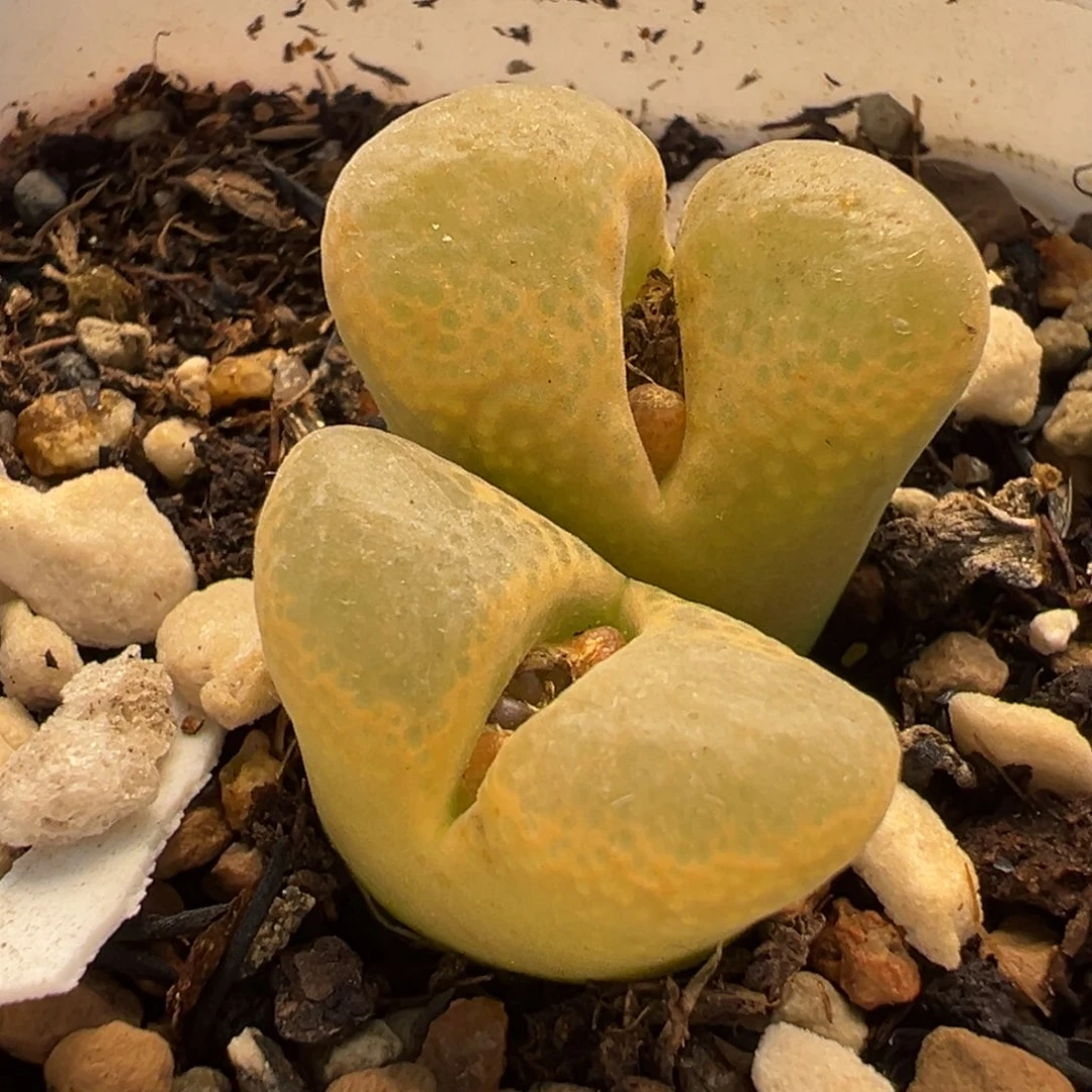 874多肉植物种类多样