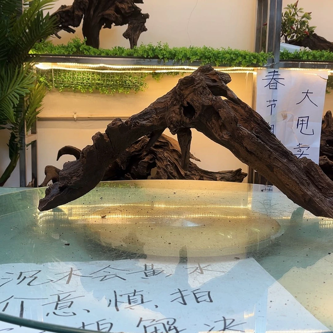 柚木宗*。沉木鱼缸造景