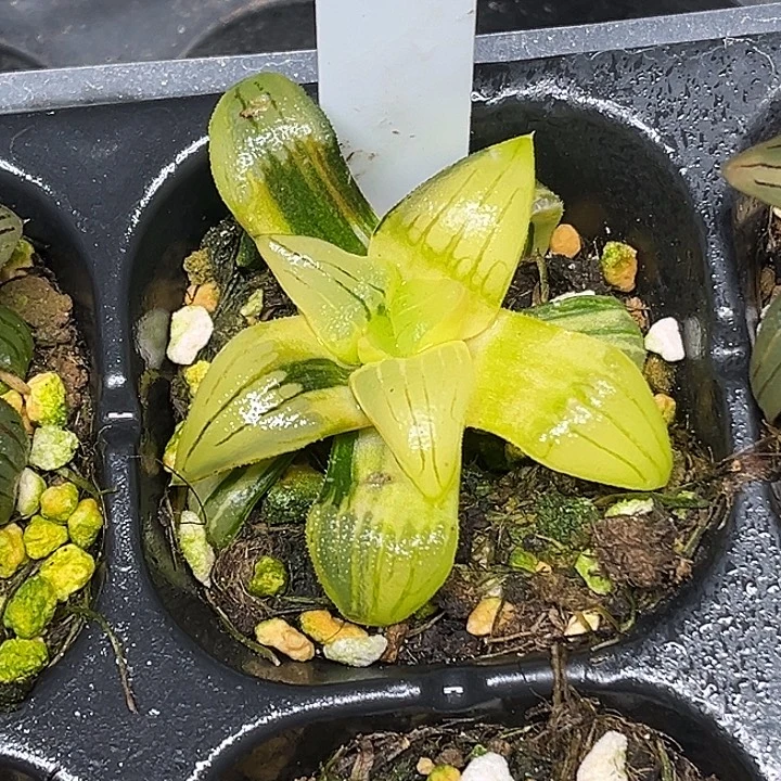 83红纹寿锦脱土发货