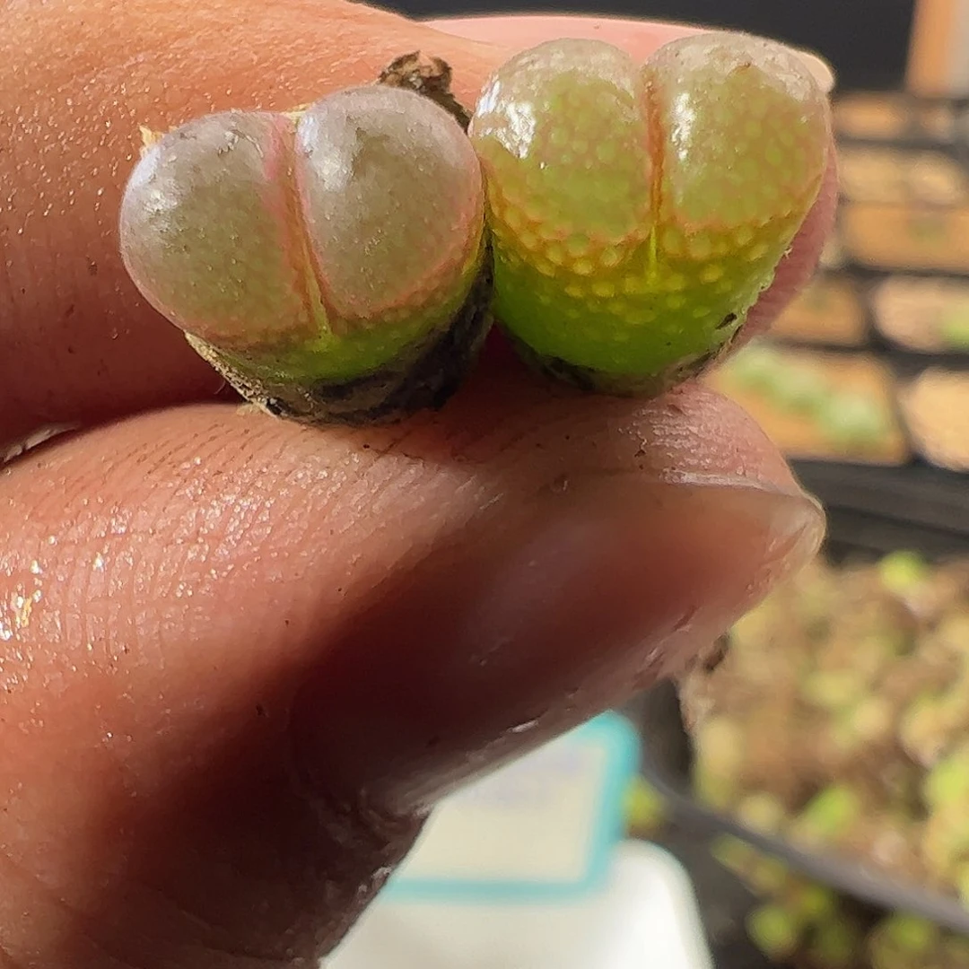 0000420 一物一拍MG1802.1粉眼豆豆