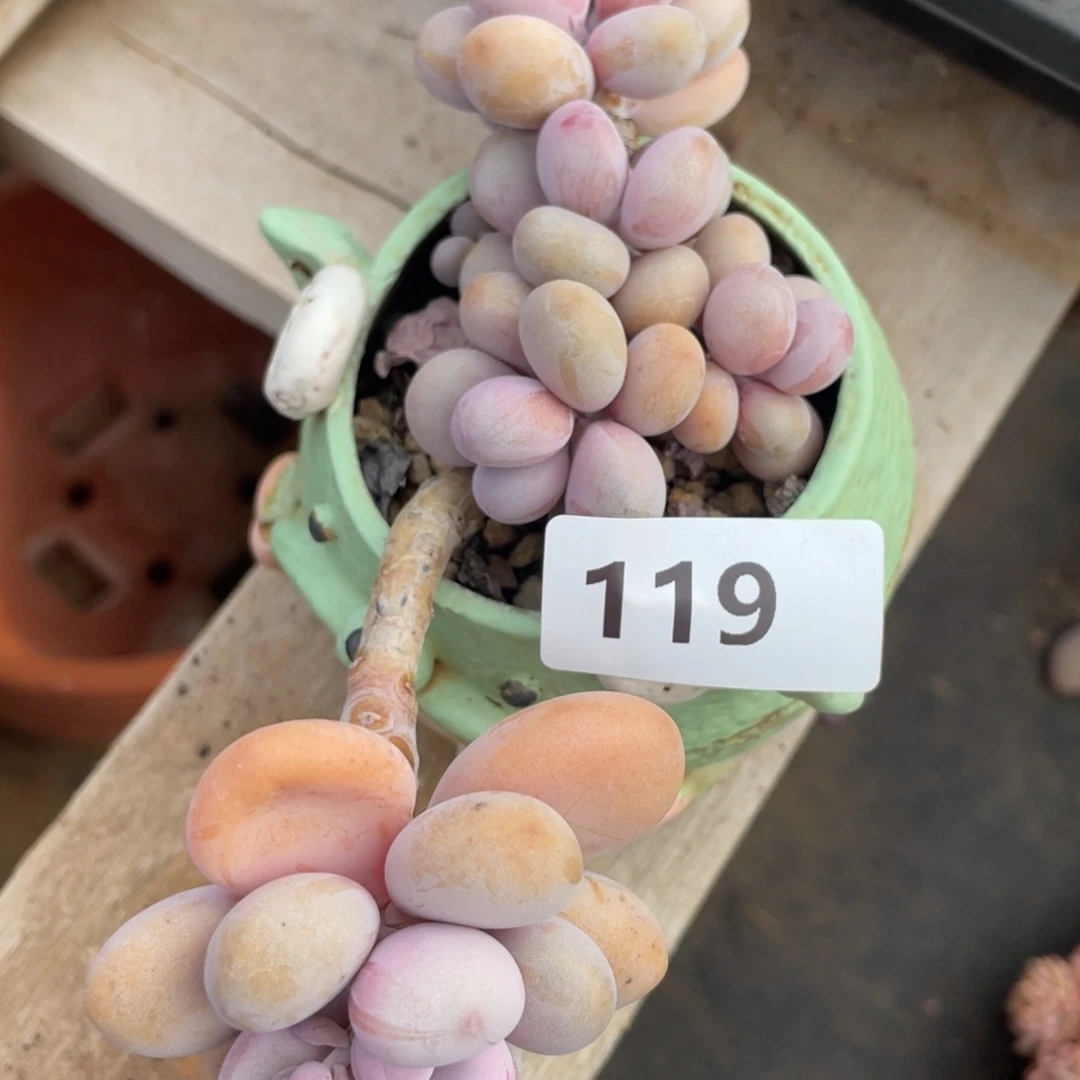 119桃蛋群生多肉植物老桩