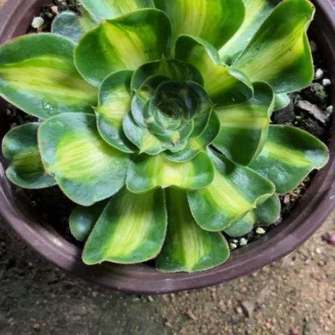 青****草多肉植物暴君锦。