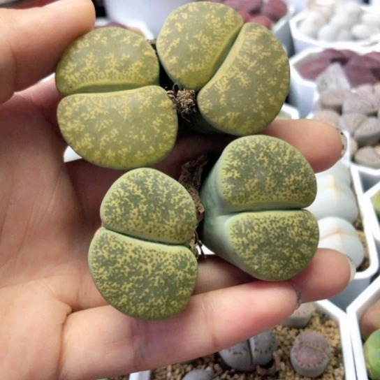 6557，两颗大双头