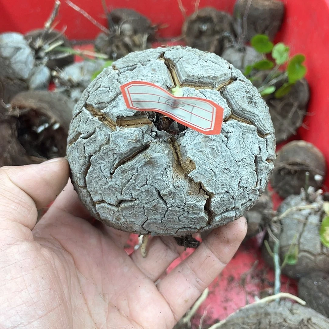 龟甲龙一物一拍1669号9.7cm