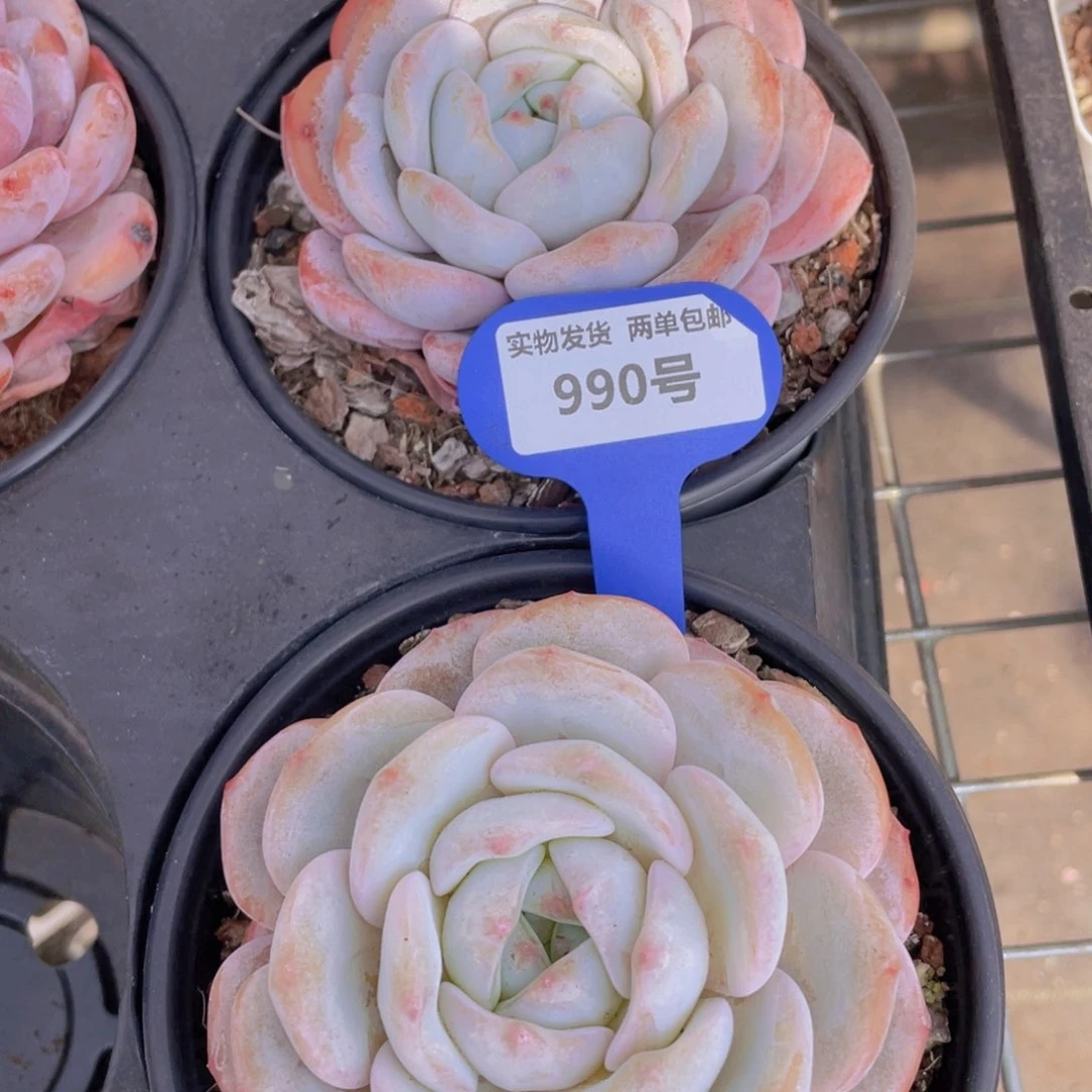 990号宽叶母本雪花橙大单头一个