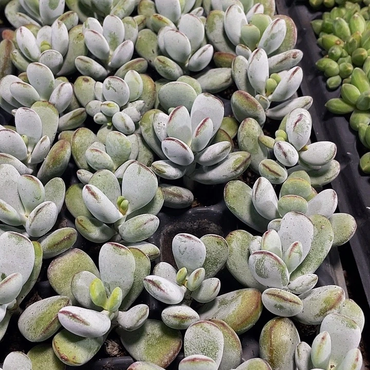 小乒乓1元带土发货