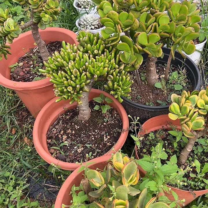 @***哥多肉植物实物直播实物217