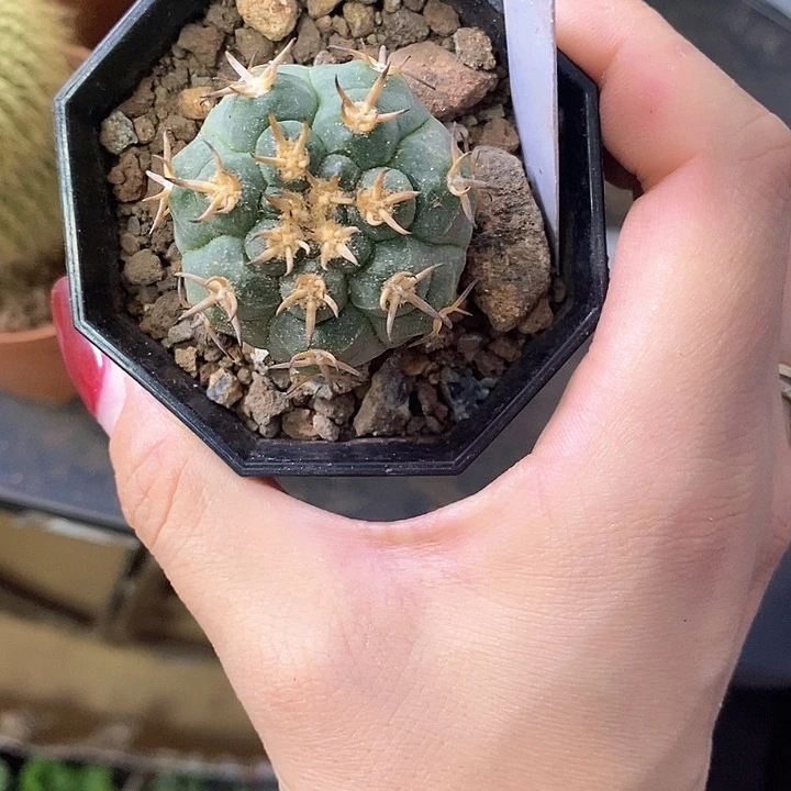 维***伊一物一拍一棵仙人球