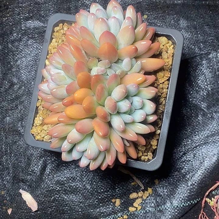 小*72/////////////////