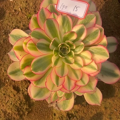 雨*多肉植物倾城140