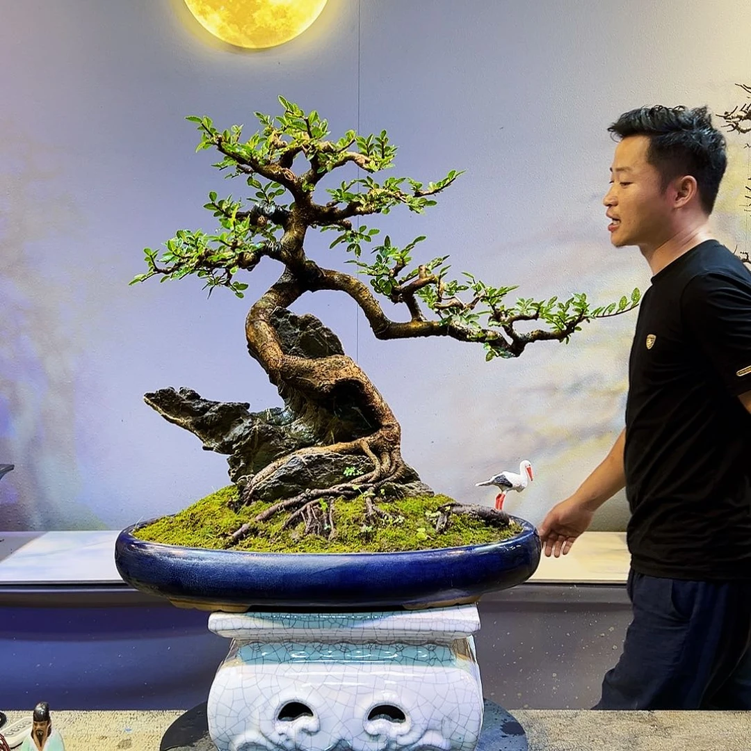 释***修无花朵精品老桩榆树盆景