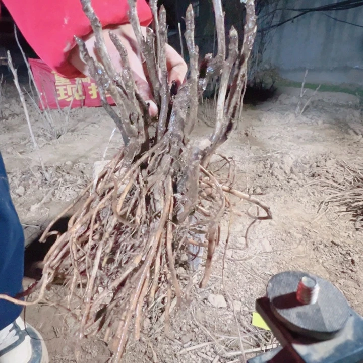 当前无花栽培后可以开花泼墨