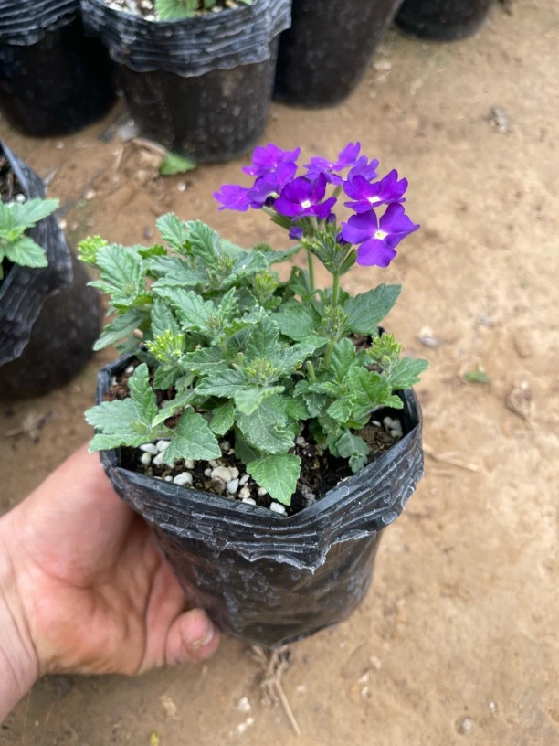 （紫色、带花苞）美女樱盆栽四季开花