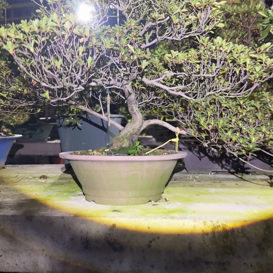 无花朵盲盒有花朵