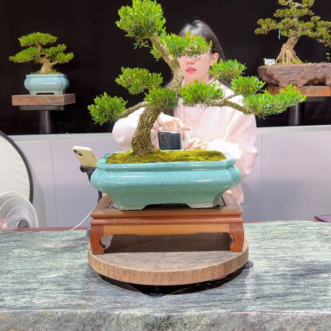 黄杨盆景黄杨盆景雀舌软枝