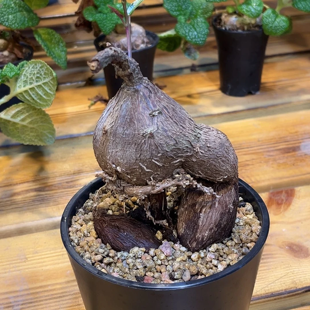 ヅ***夢潮流植物 潮流植物
