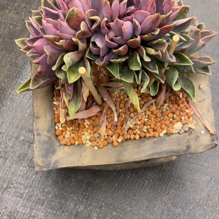 早***阳弥鹿之森一物一图