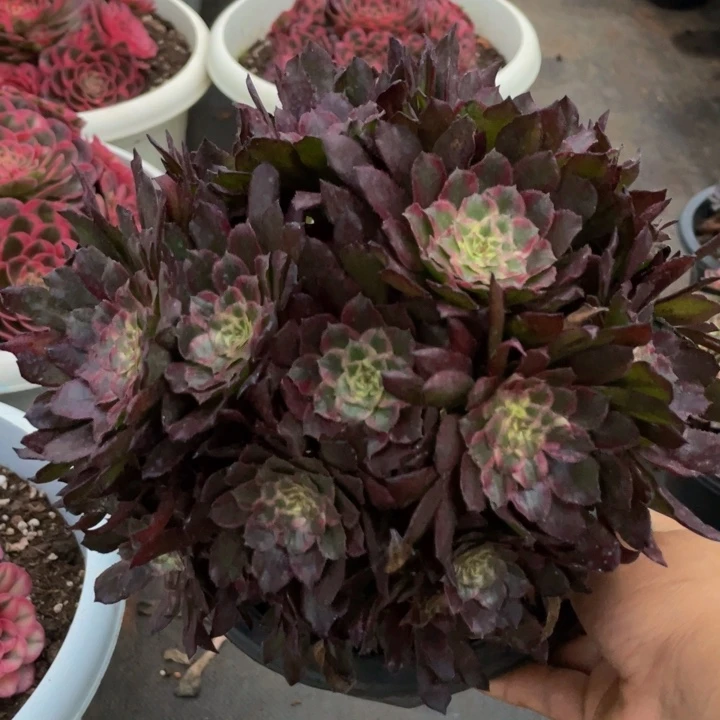 红覆轮脱土（冠幅21）