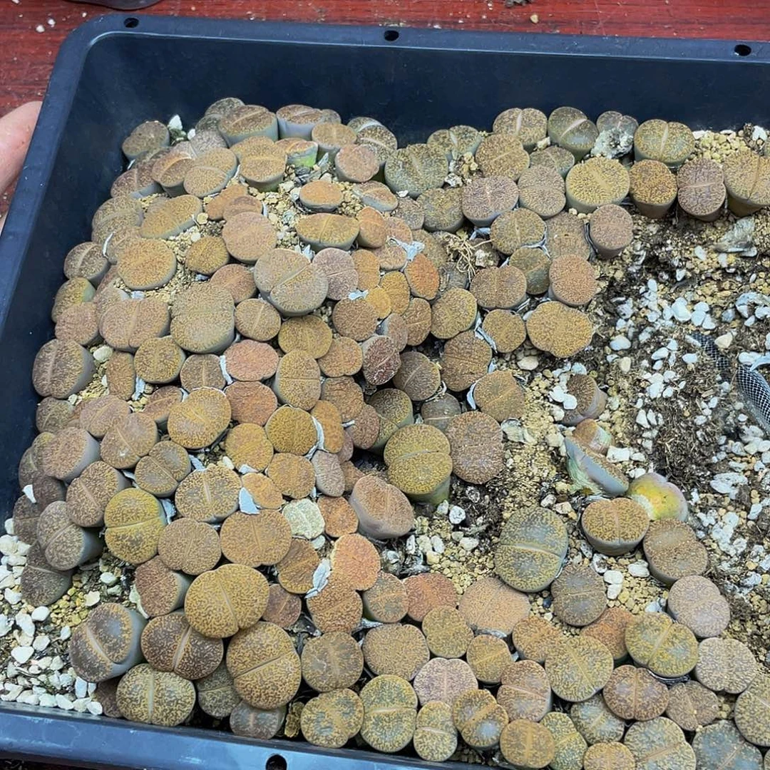 是***。57500000花花花花花花鼓励
