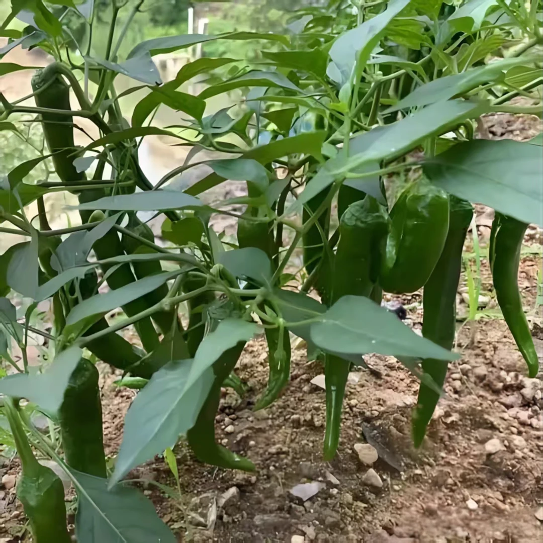 【修水三农明哥】本地新鲜现摘现发农家自种辣椒