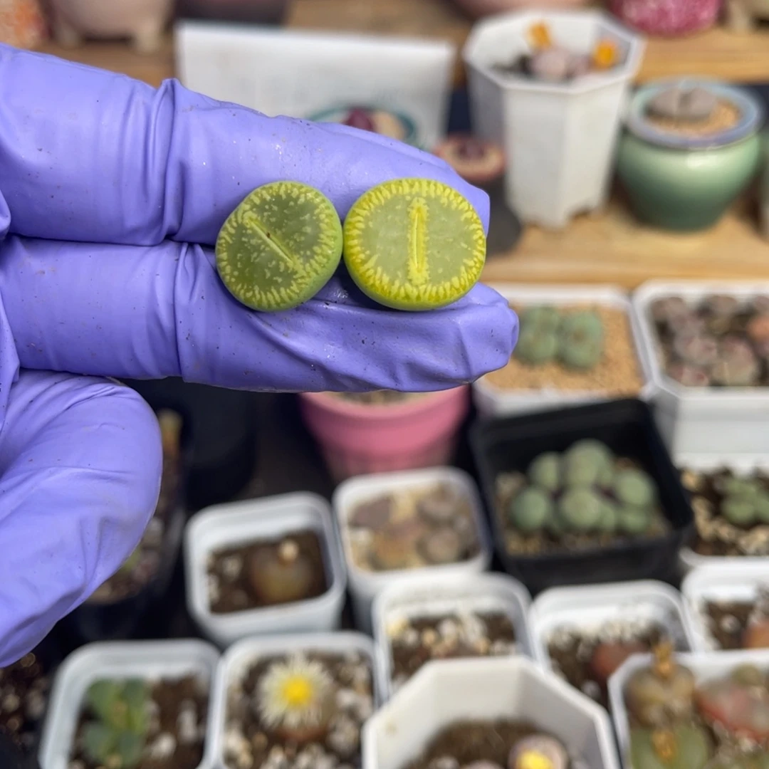多肉植物一物一拍47