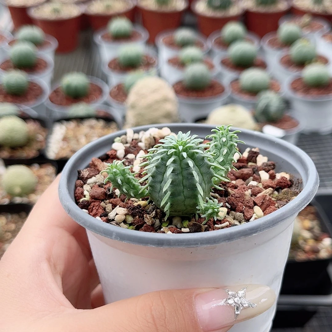 多肉植物群星冠群生实生脱土