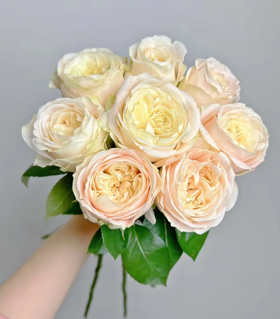 【一品花集】【瑞琪尔】稀有单头玫瑰（注意：带包装醒花哦~）