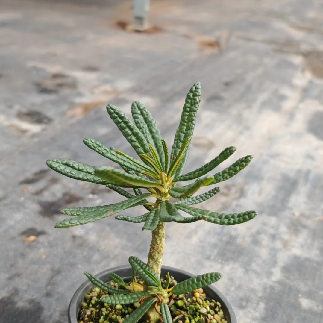 微*泡泡叶巨多肉