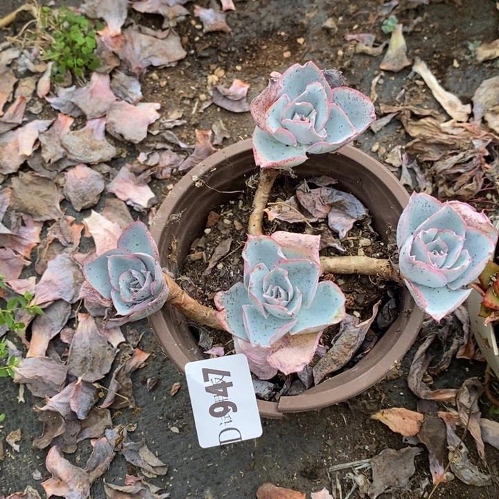 送***星947达芬奇多肉植物多肉