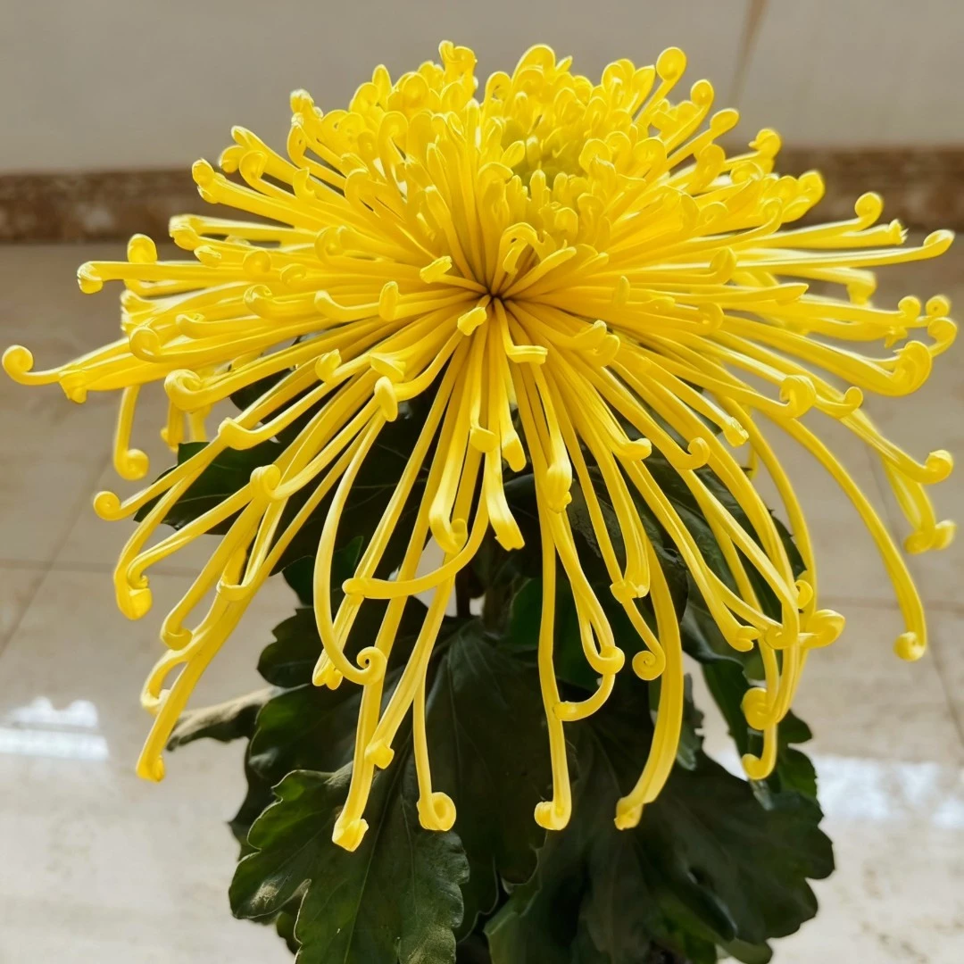 【金缕舞秋】大花富贵菊九月菊花苗盆栽适合室内外庭院阳台种植