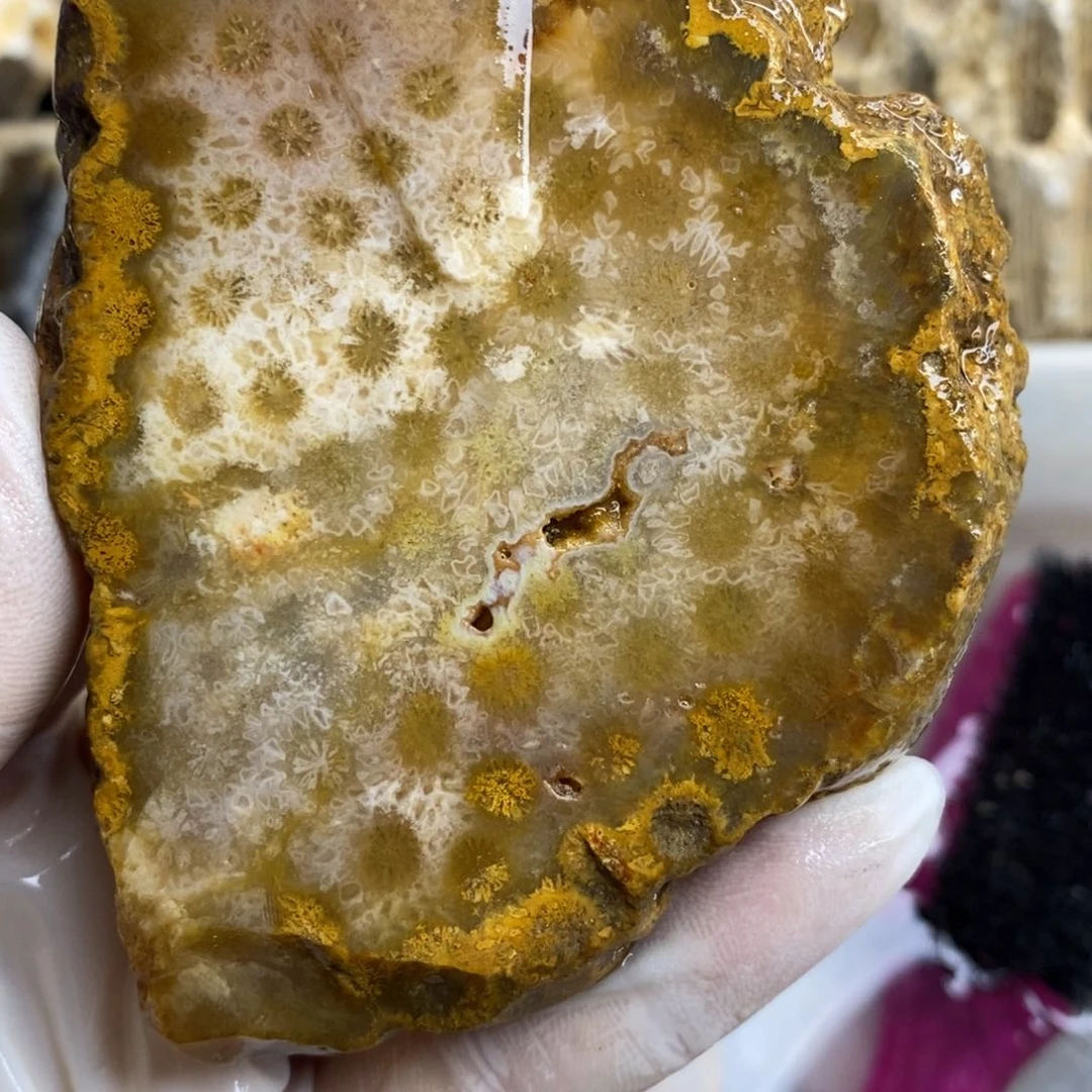 【闪购商品】硅化玉珊瑚玉未镶嵌