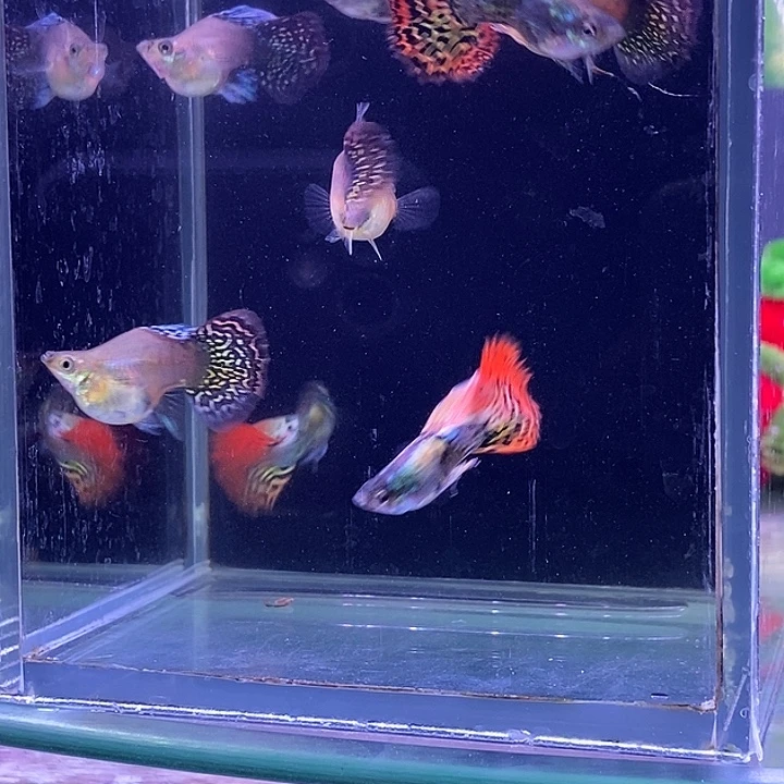 孔雀鱼龙鳞球4对孔雀