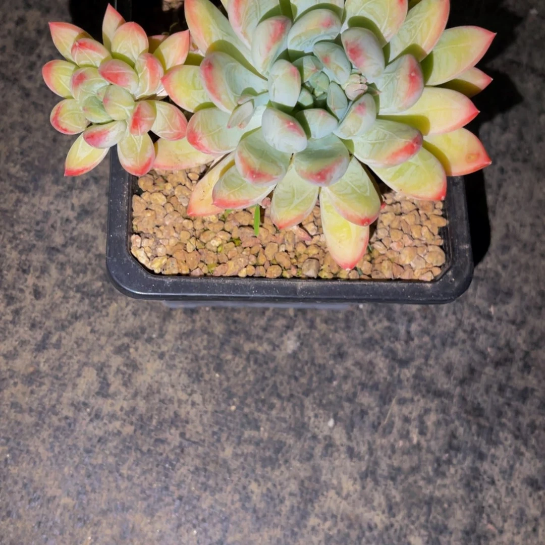 @***女发货111111111