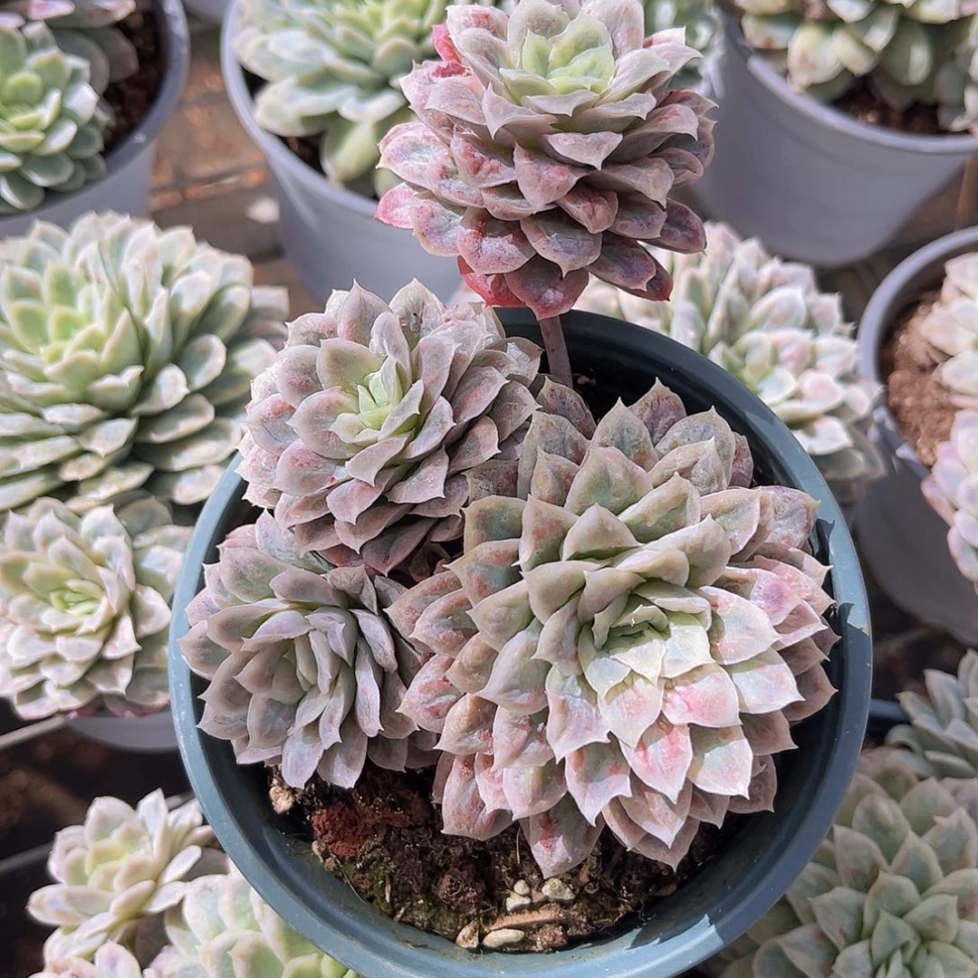 泡泡莎10公分889999999