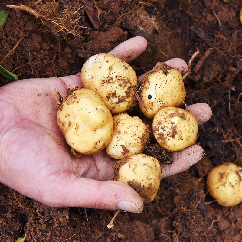 湖北恩施高山新鲜小土豆现挖现发 口感粉糯