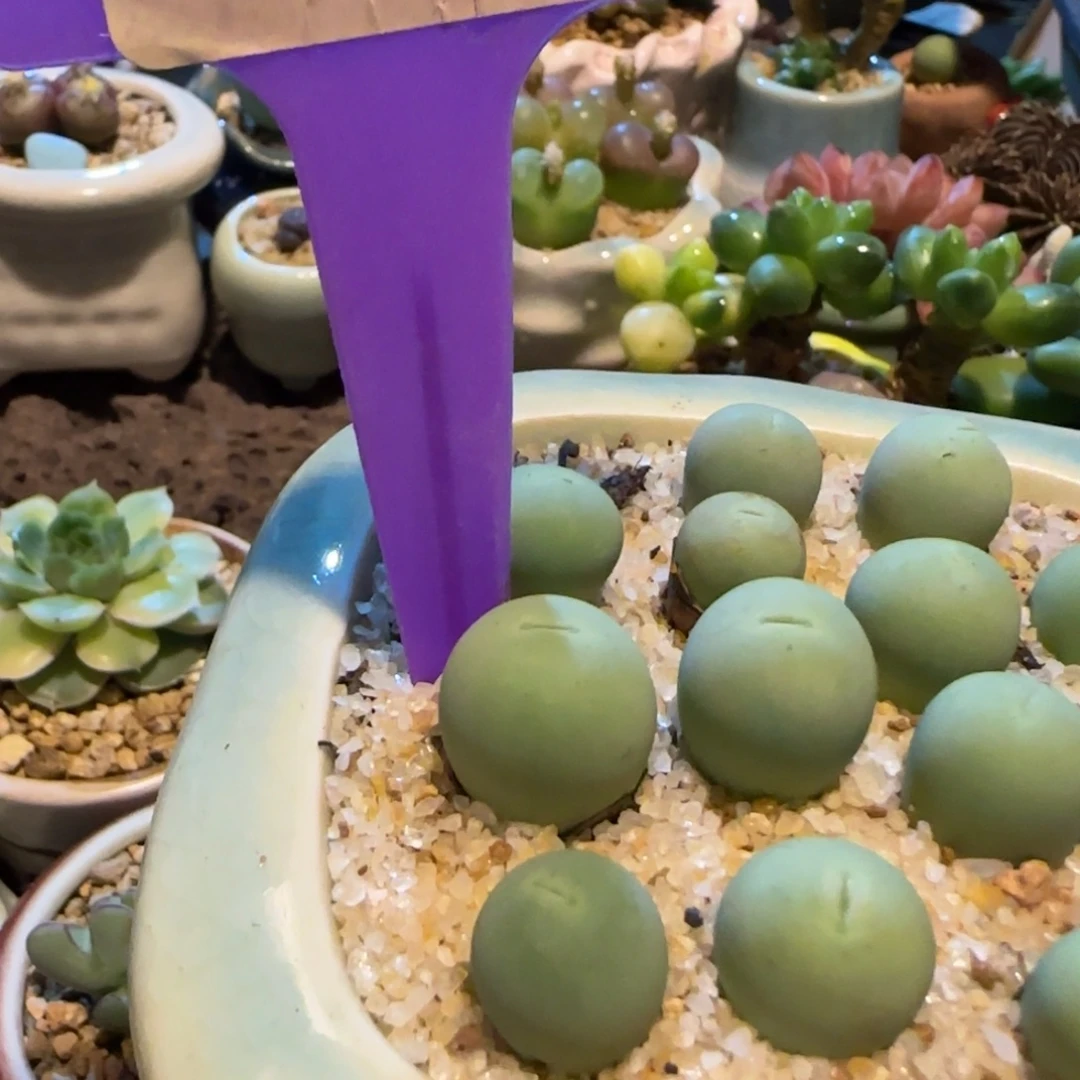 沙***孩多肉植物鸽子蛋弹头