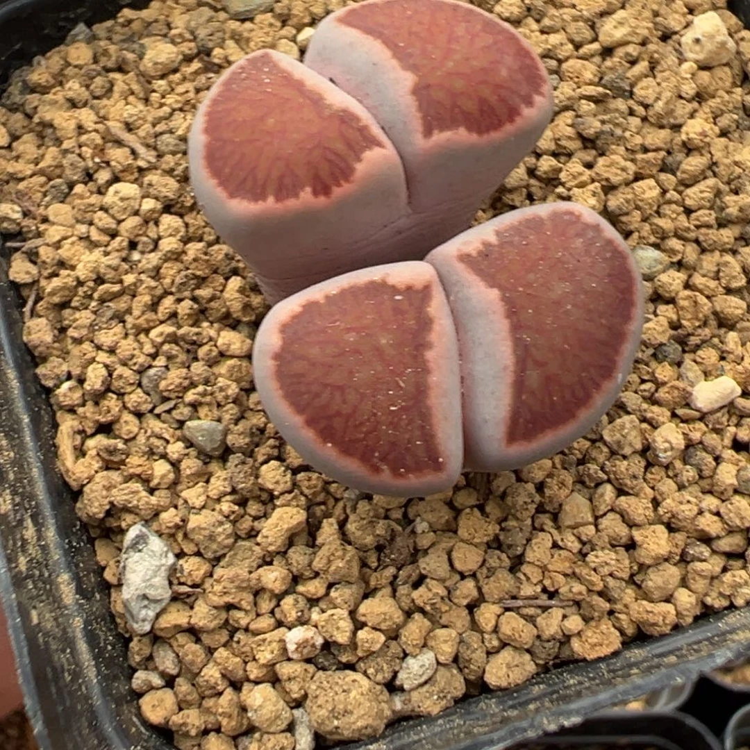 29-138肉锥多肉植物