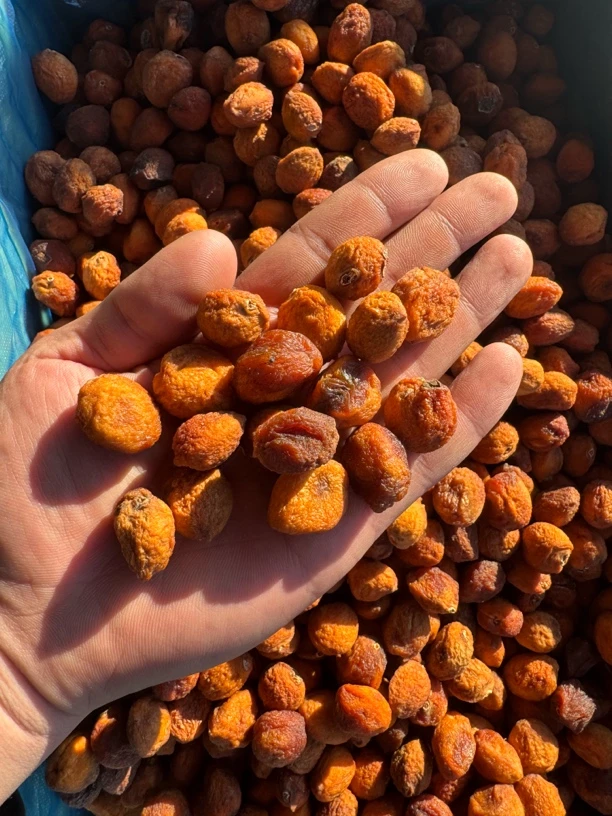 新疆原生态自然晾晒干的杏干4公斤装