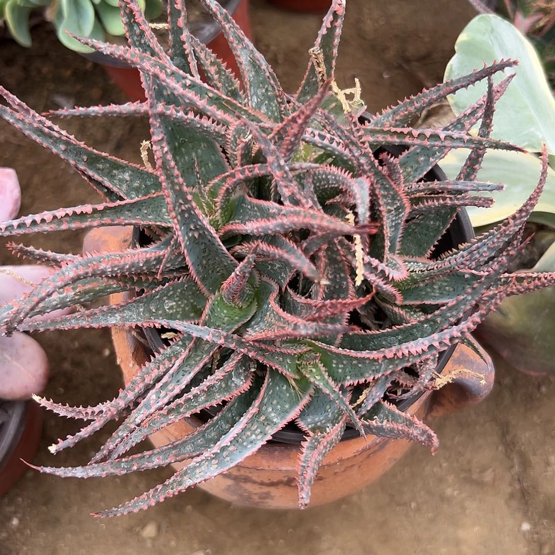 多肉植物多肉植物