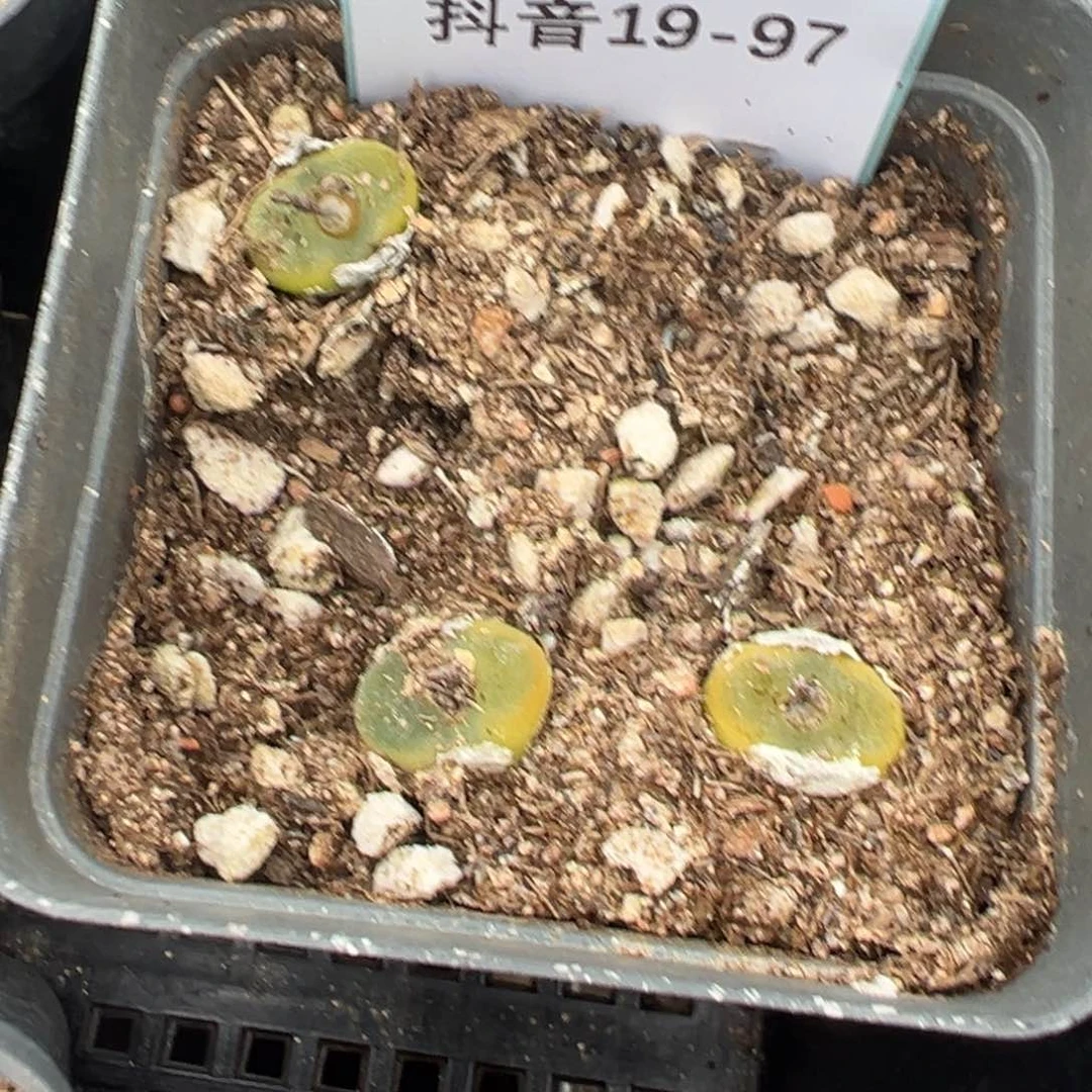 19-97肉锥多肉植物，