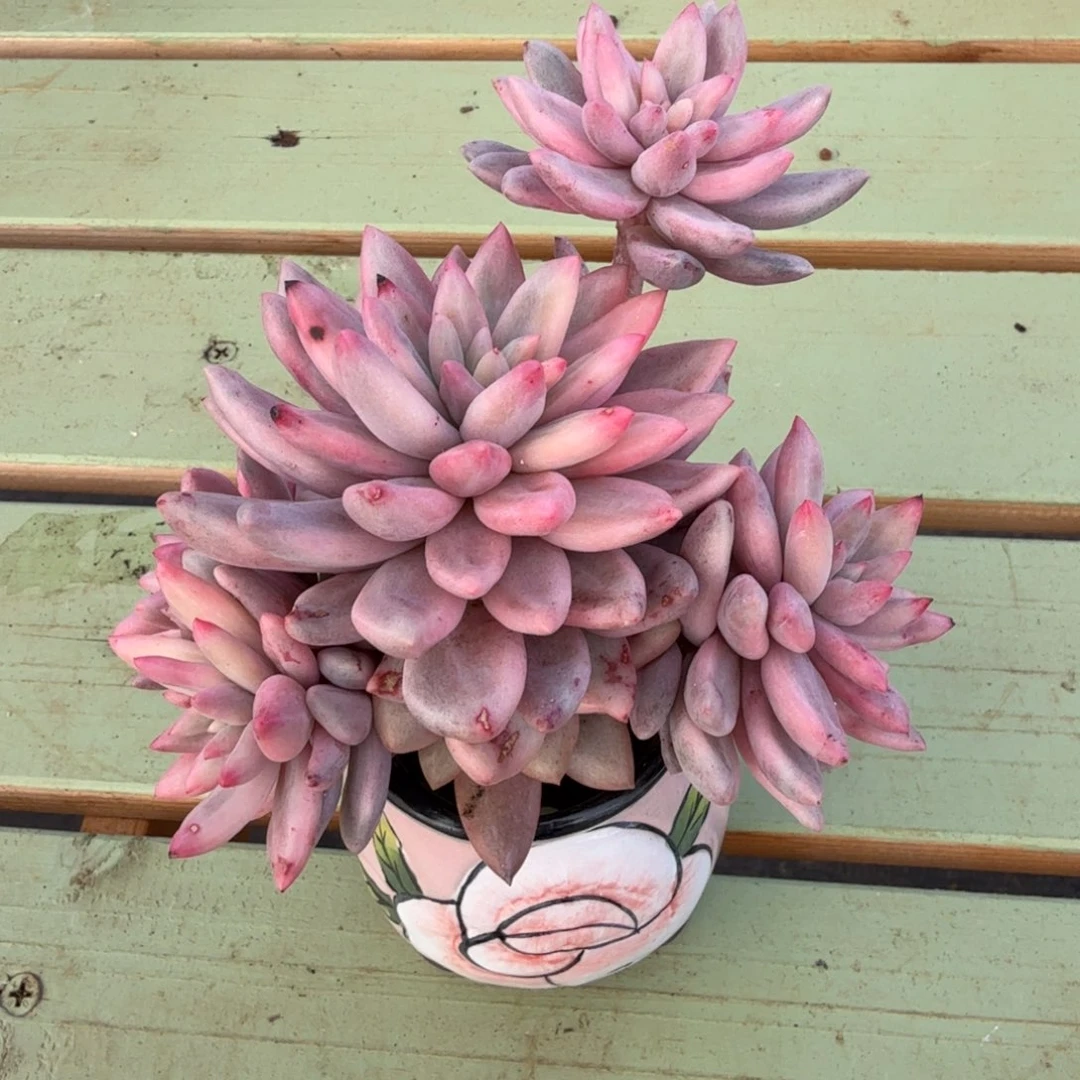 红蜻蜓锦群锦上园艺一物一拍