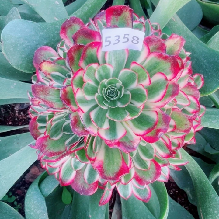 庄***庄海棠寄养不包邮多肉