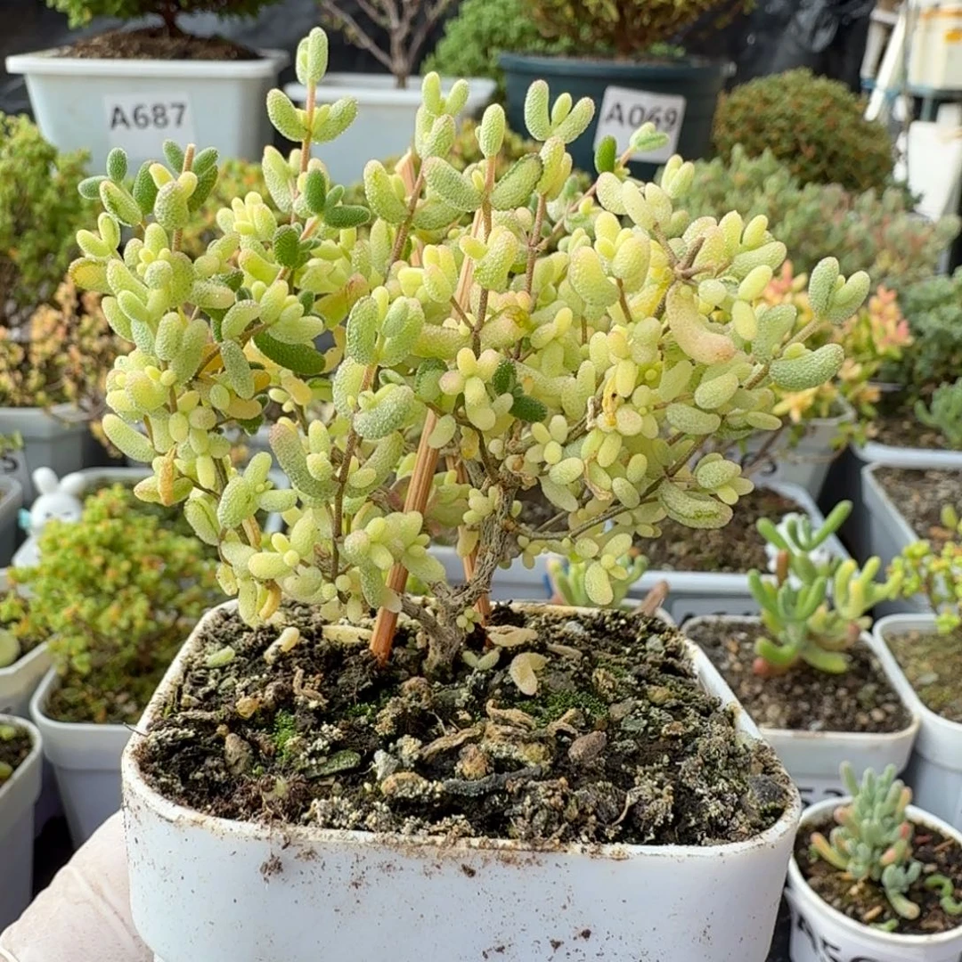 A741米粒拉丝花花锦