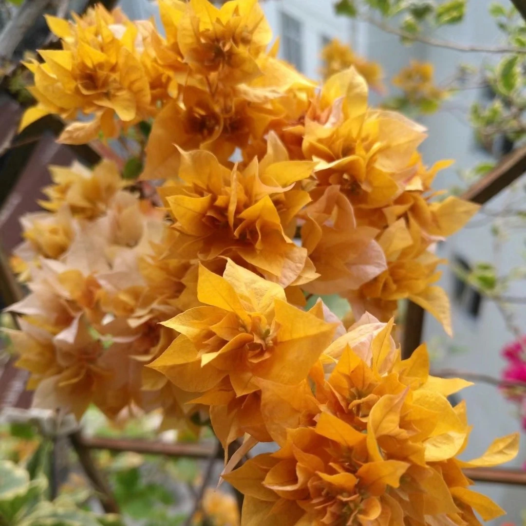 【重瓣金】三角梅四季可爬藤可垂丝勤花绿植不带花