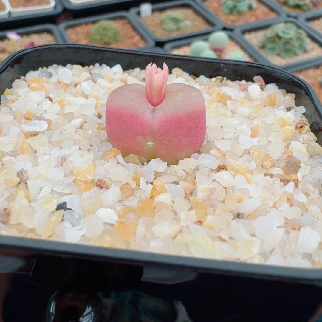 花友专拍，谢谢支持。