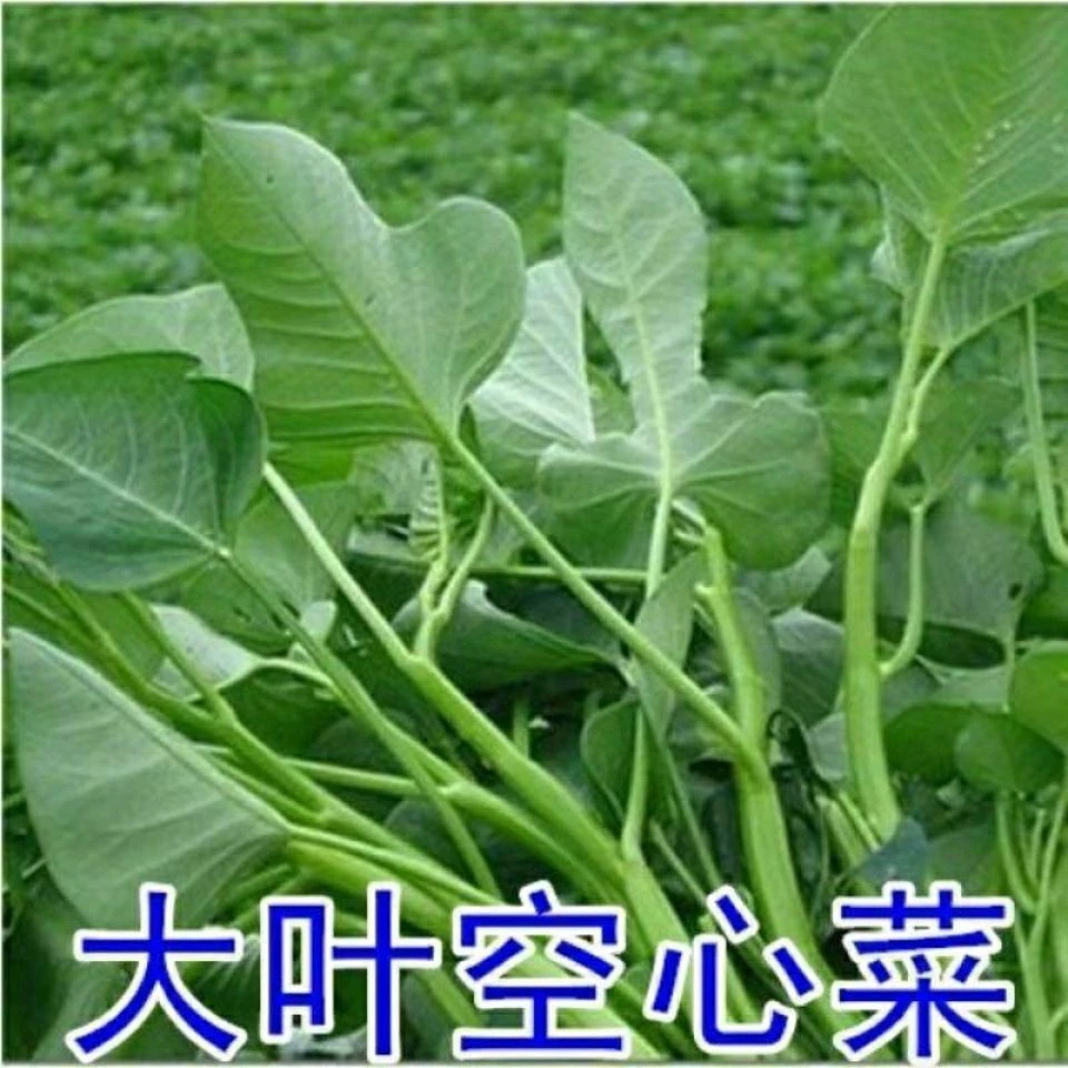 大叶空心菜种子种籽通空心菜春季四季阳台盆栽耐热蔬菜种子大全