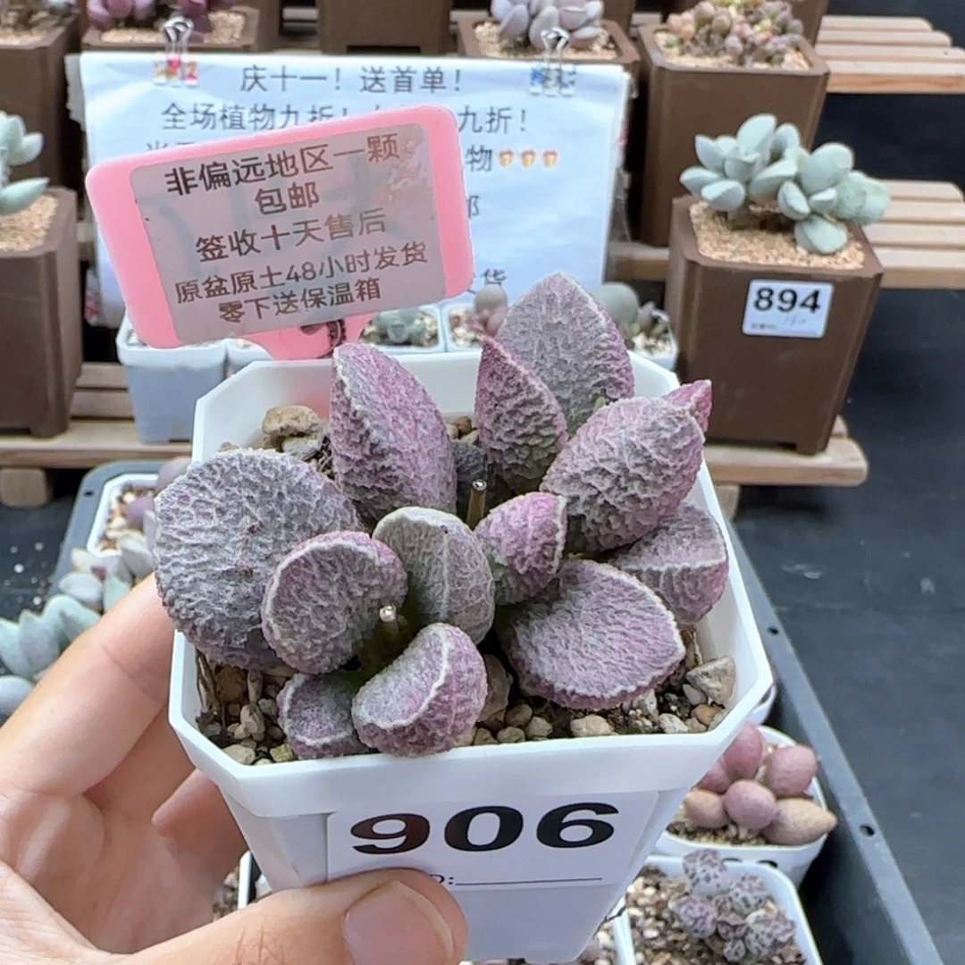 906哈莫猪肝多肉