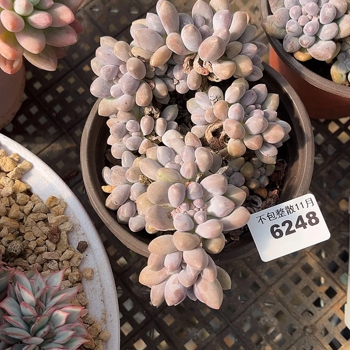 阿雅园艺。     6248星黛露