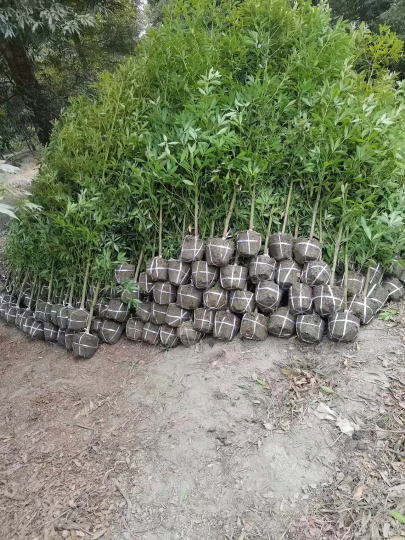 正宗名贵珍稀树种小叶金丝楠木树苗