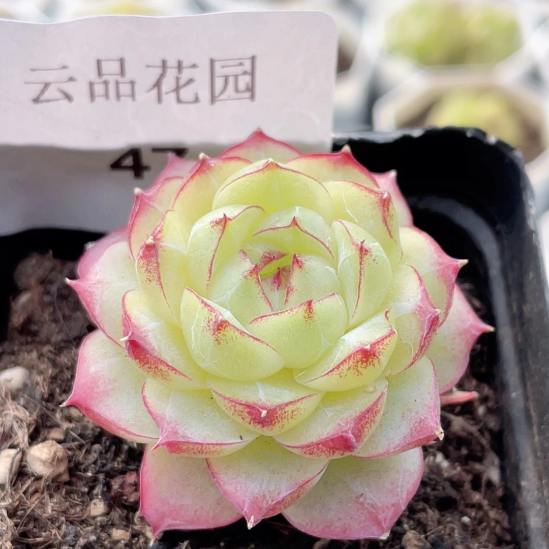 47号糖心冰心珍妮